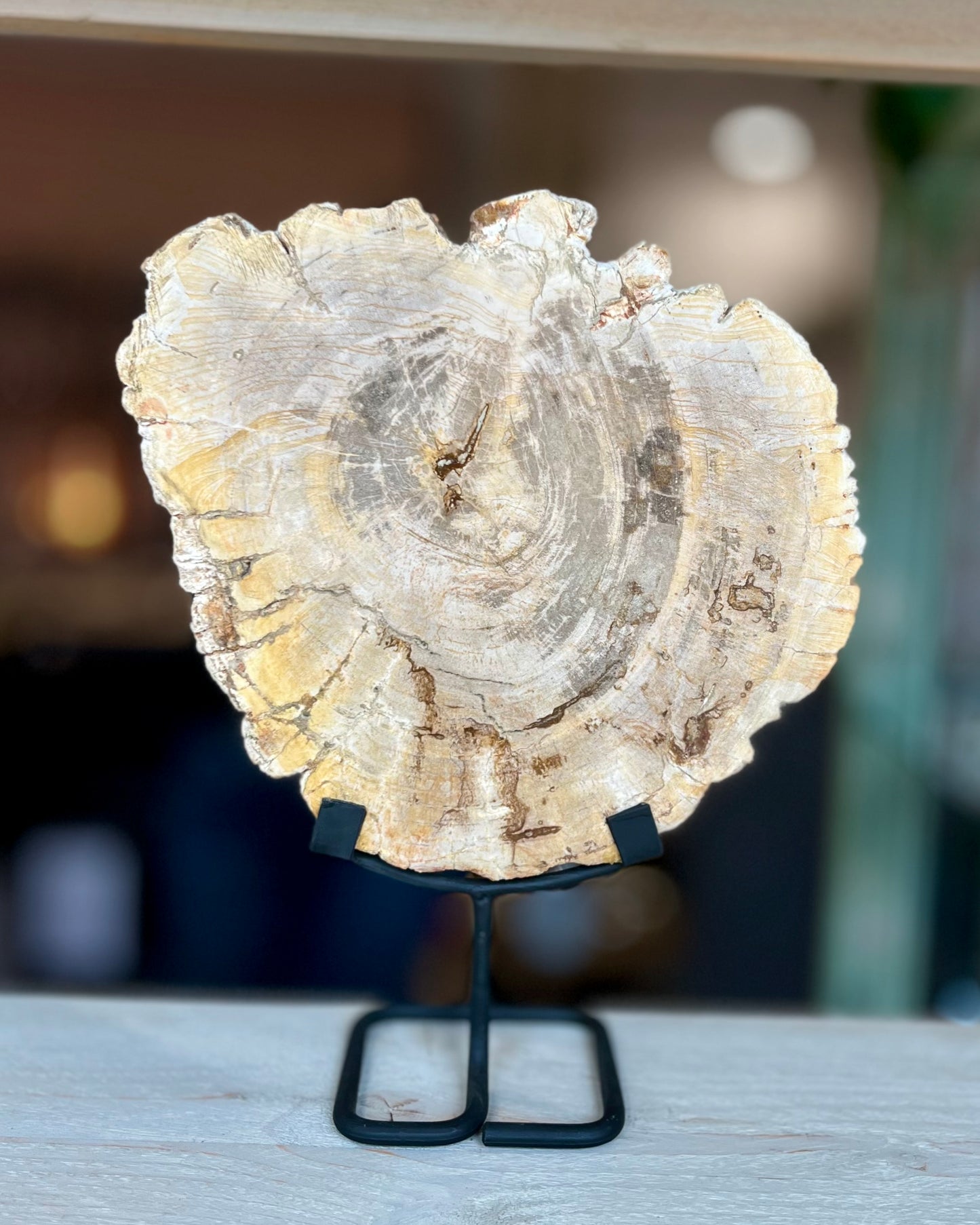 Grote schijf versteend hout op standaard