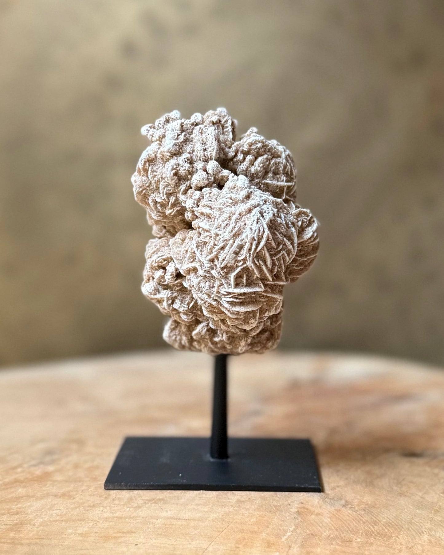 Woestijnroos op standaard