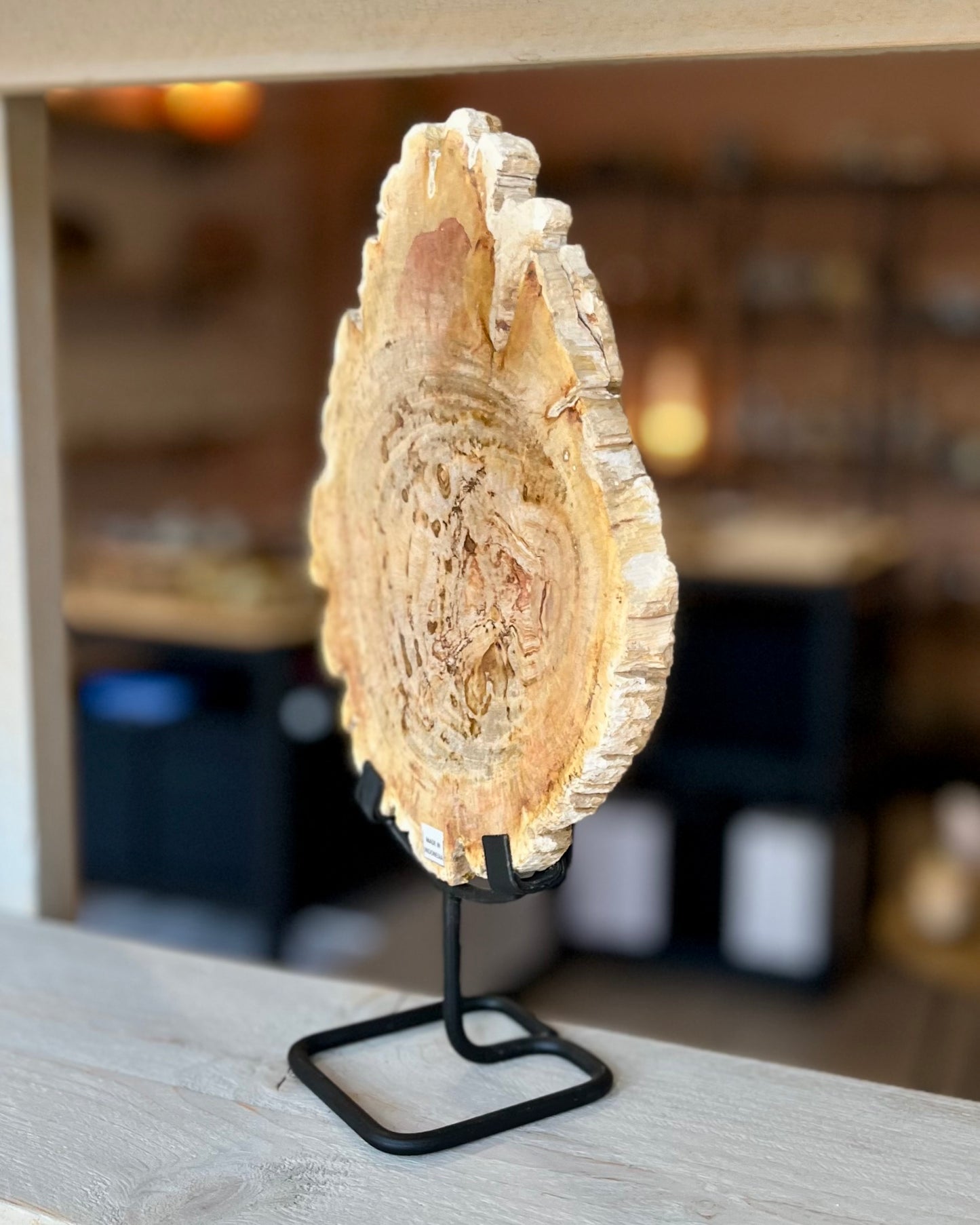 Grote schijf versteend hout op standaard