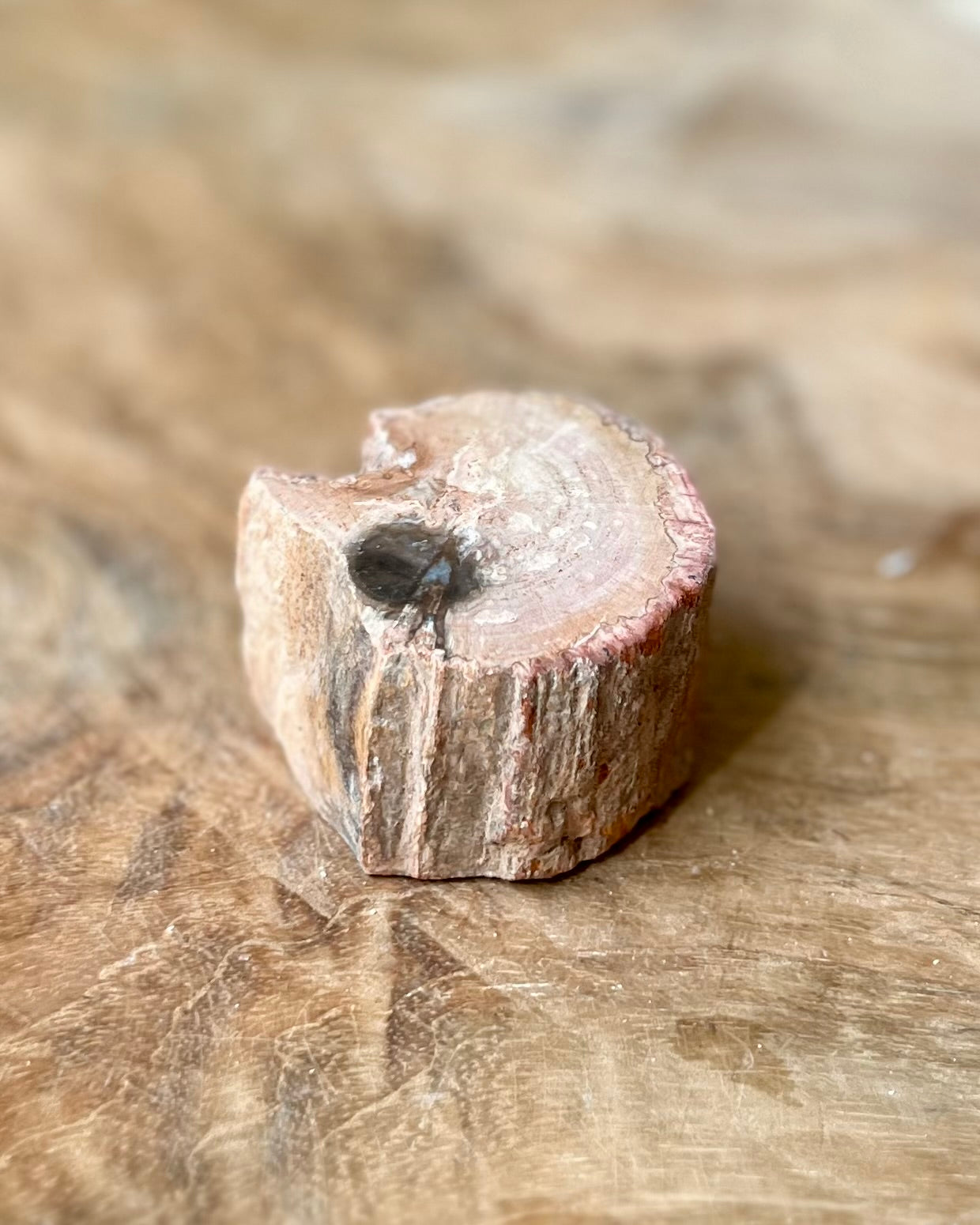 Versteend hout