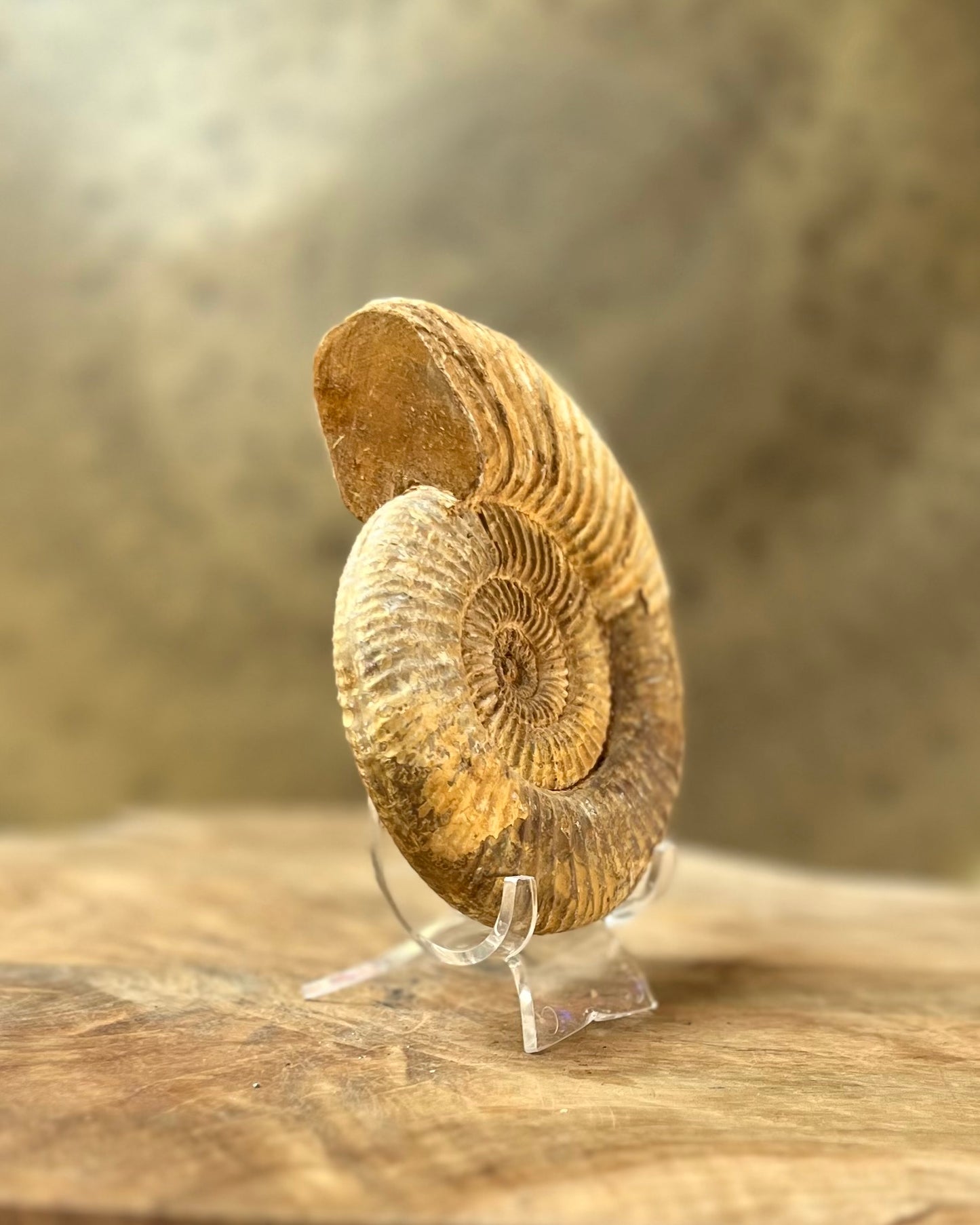 Ruwe Perisphinctes Ammoniet