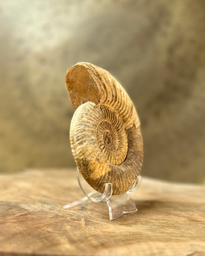 Ruwe Perisphinctes Ammoniet