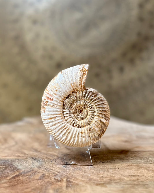 Ruwe Perisphinctes Ammoniet