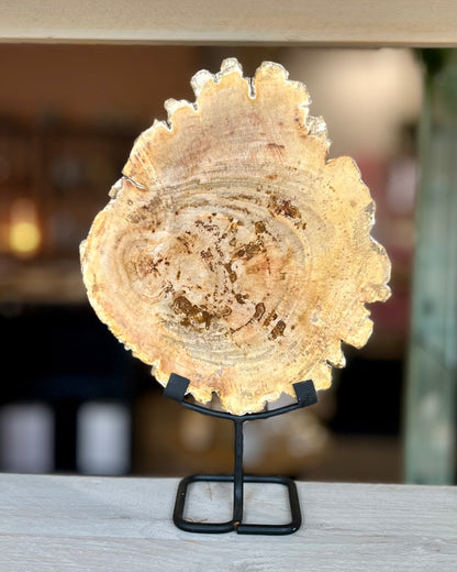 Grote schijf versteend hout op standaard