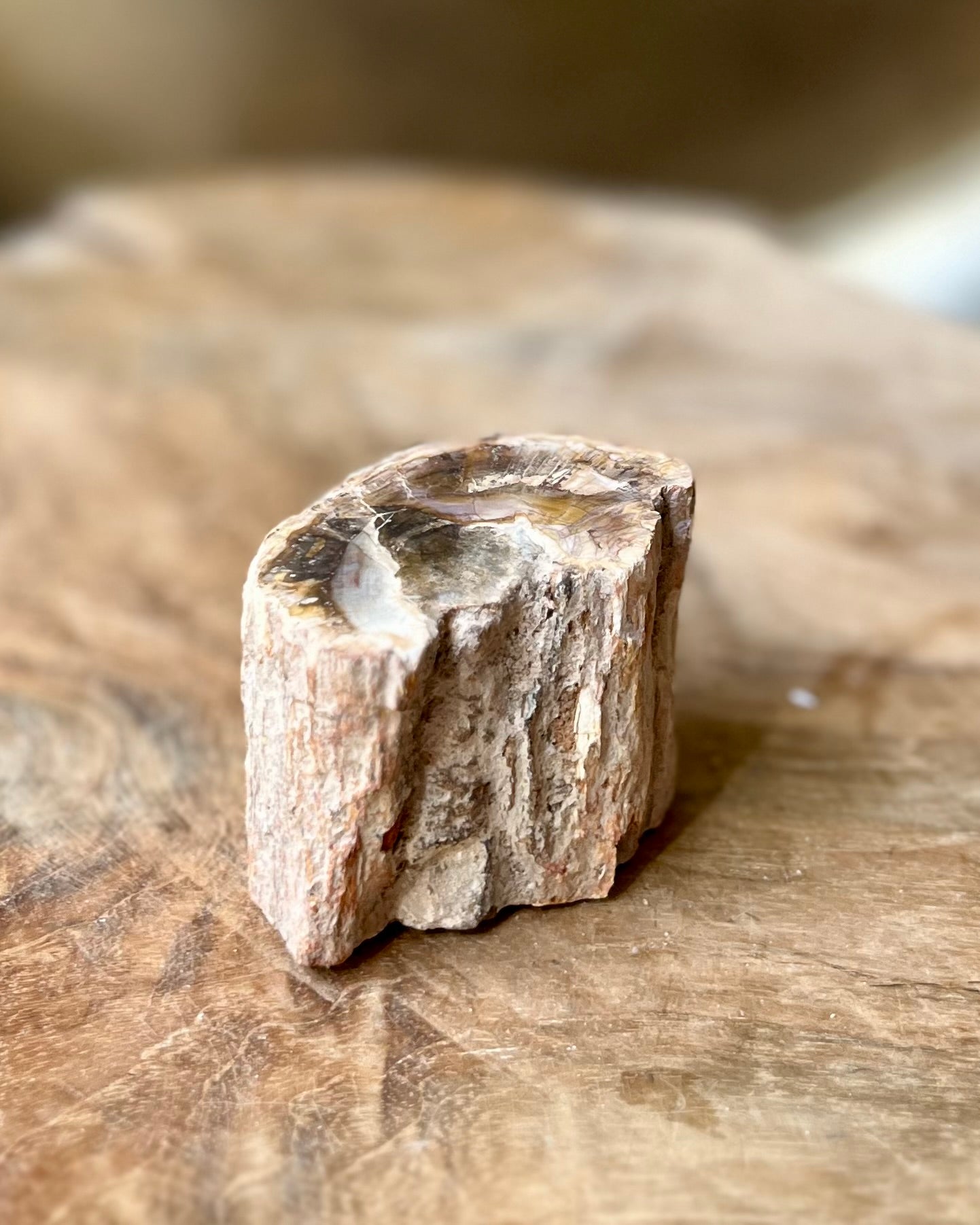 Versteend hout