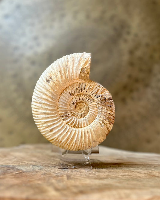 Ruwe Perisphinctes Ammoniet