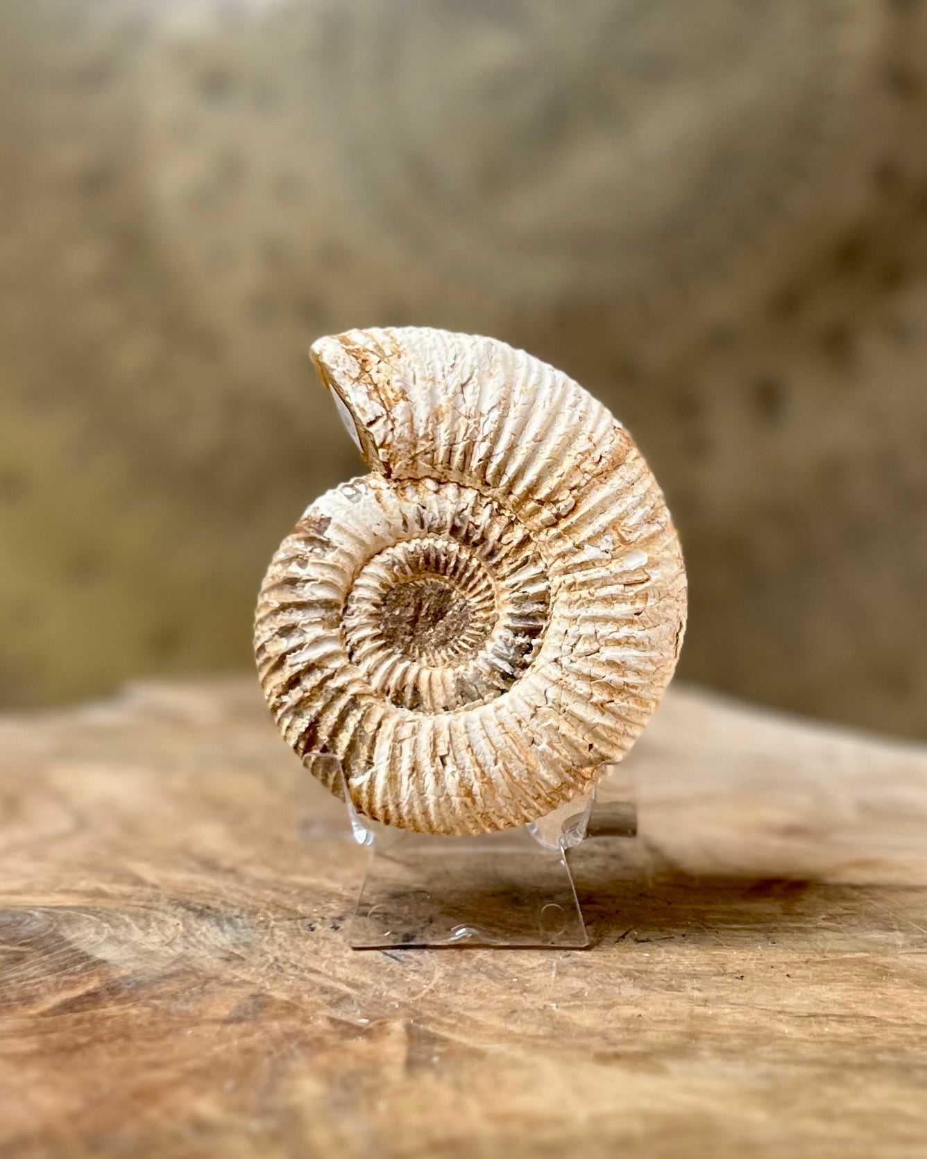 Ruwe Perisphinctes Ammoniet