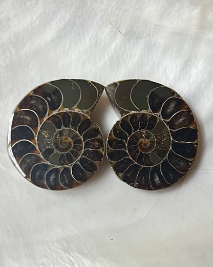 Small Ammonite Pair