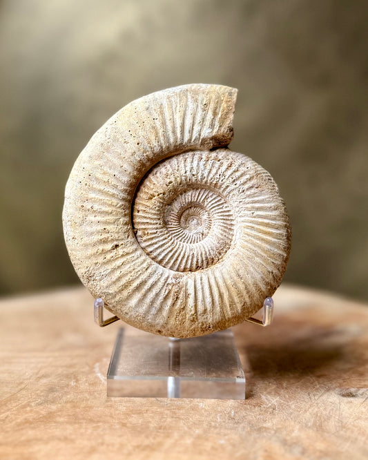 Ruwe Perisphinctes Ammoniet