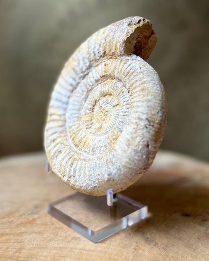 Grote ruwe Perisphinctes Ammoniet