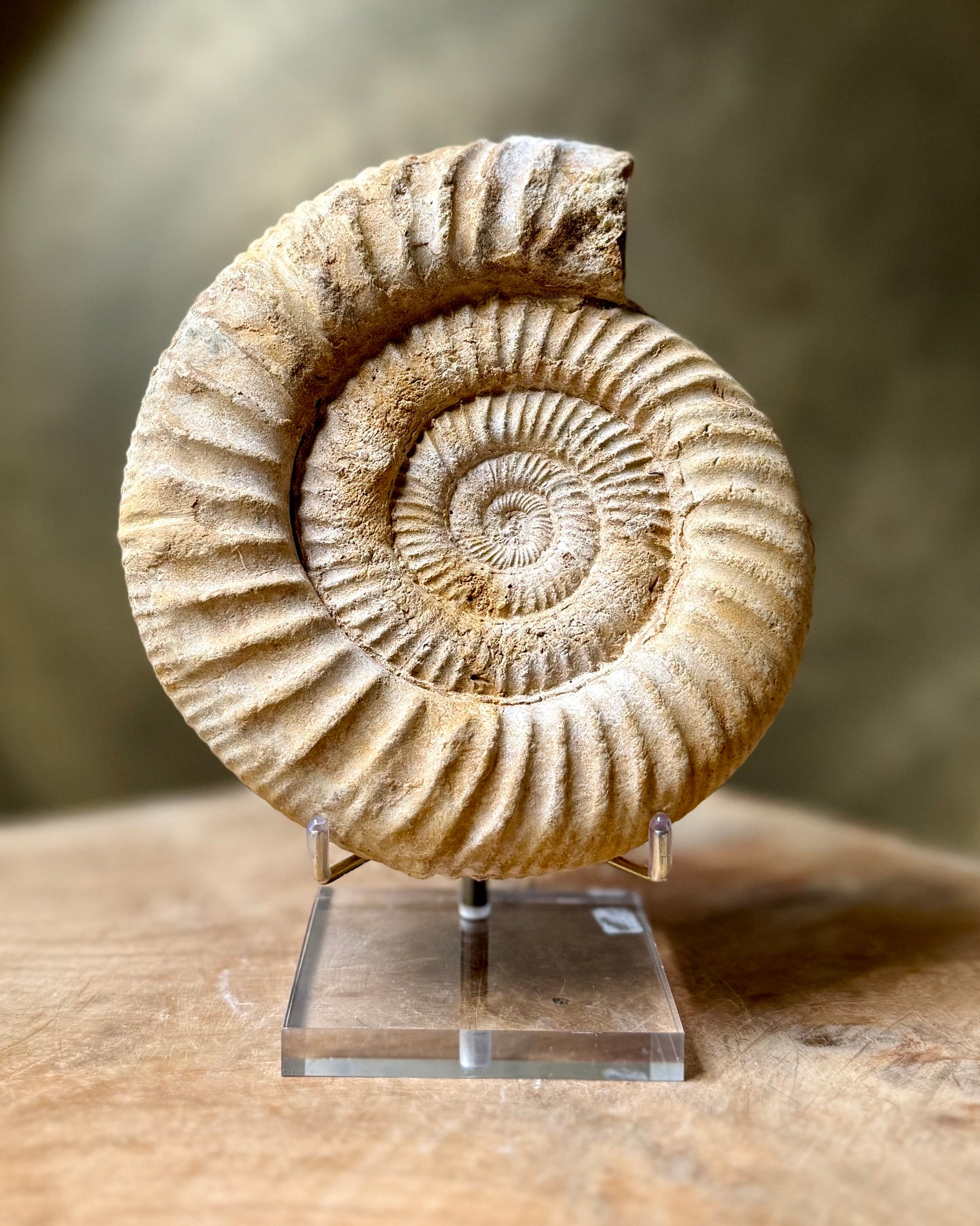 Grote ruwe Perisphinctes Ammoniet