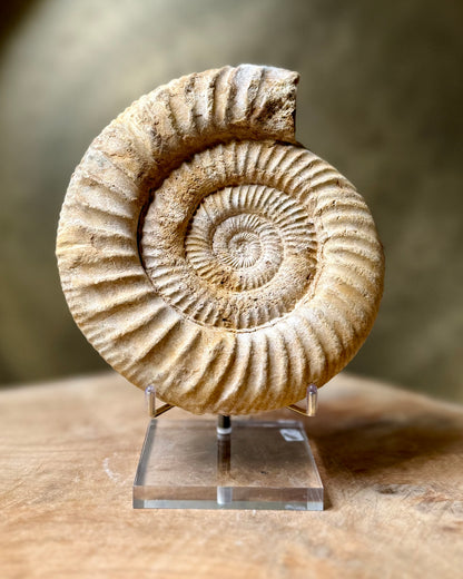 Grote ruwe Perisphinctes Ammoniet