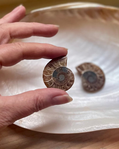 Small Ammonite Pair