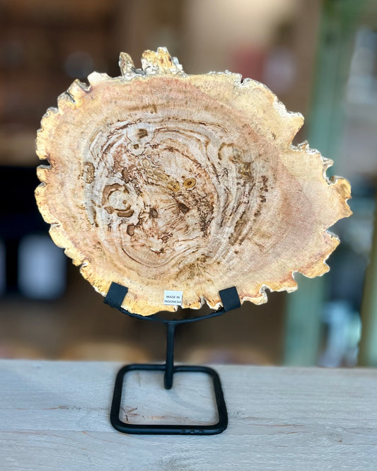 Grote schijf versteend hout op standaard
