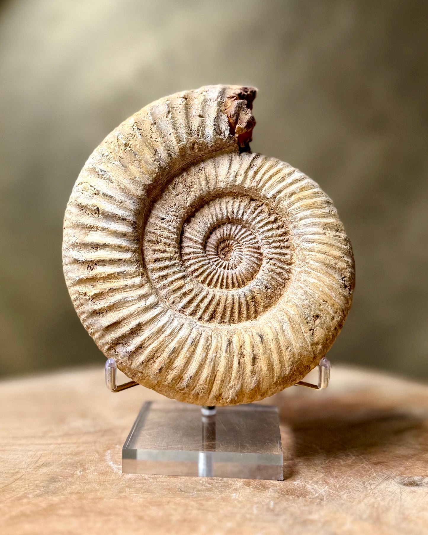 Ruwe Perisphinctes Ammoniet