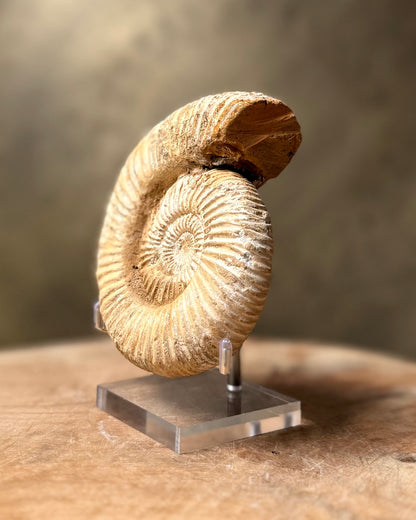 Ruwe Perisphinctes Ammoniet