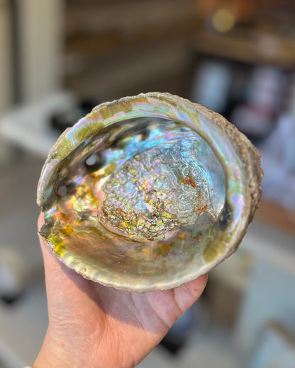 Abalone shell