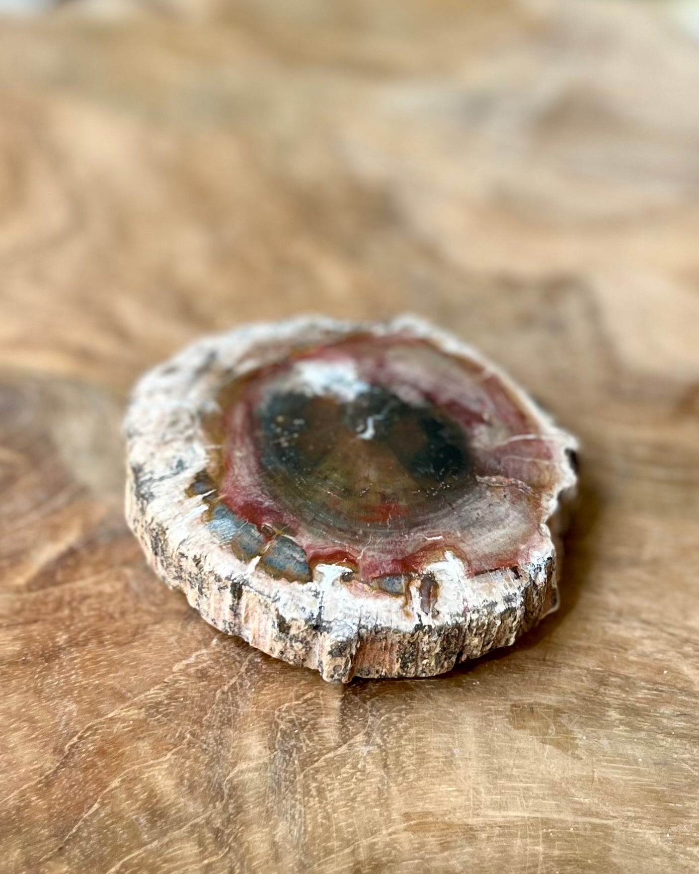 Versteend hout