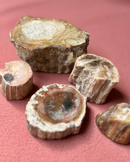 Versteend hout