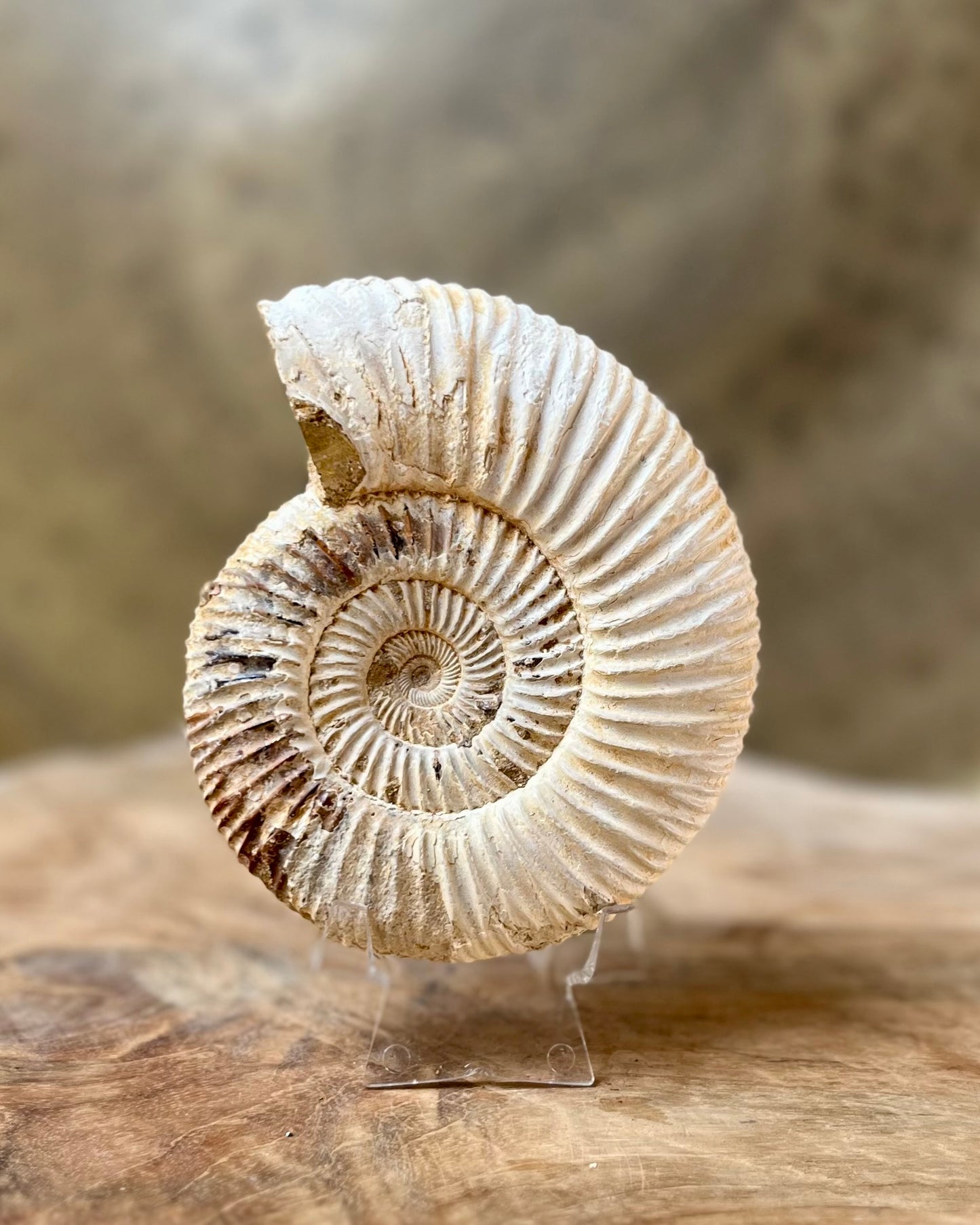 Ruwe Perisphinctes Ammoniet