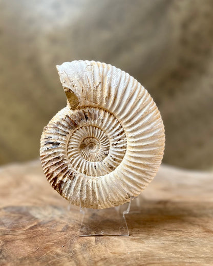 Ruwe Perisphinctes Ammoniet