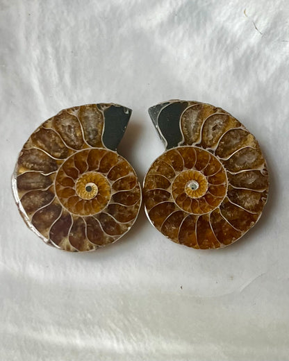 Small Ammonite Pair