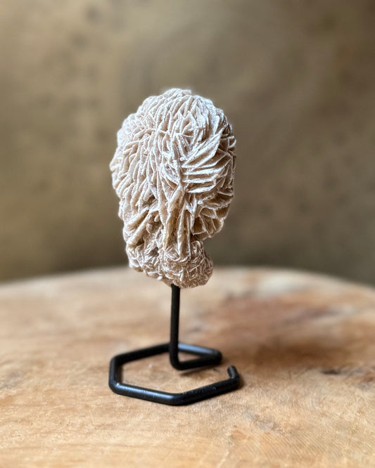 Woestijnroosje op standaard