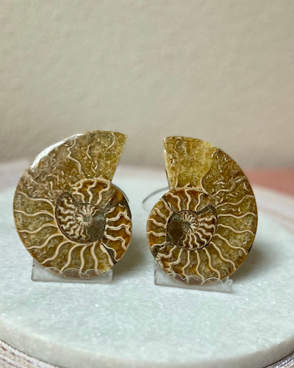 Ammonite pair