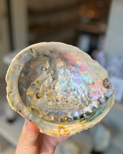 Abalone shell XL