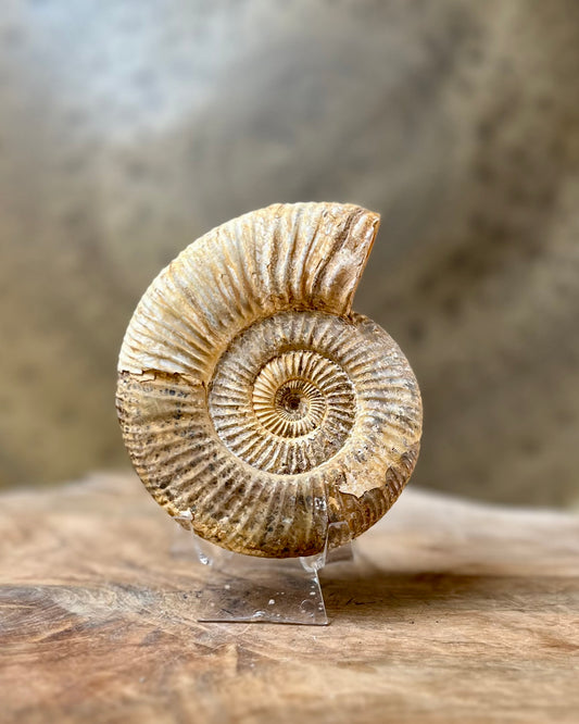Ruwe Perisphinctes Ammoniet