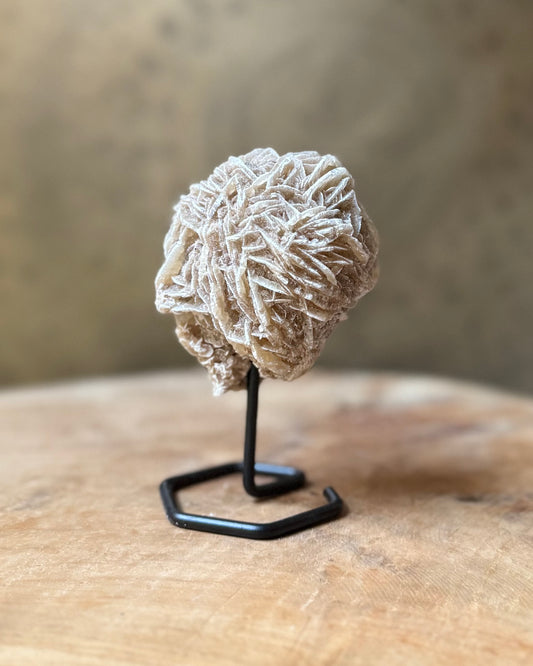 Woestijnroosje op standaard