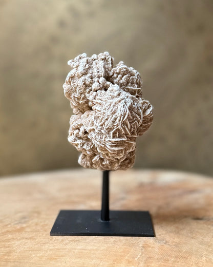 Woestijnroos op standaard