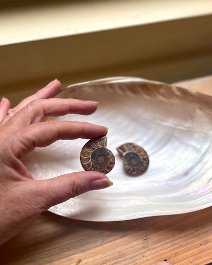 Small Ammonite Pair