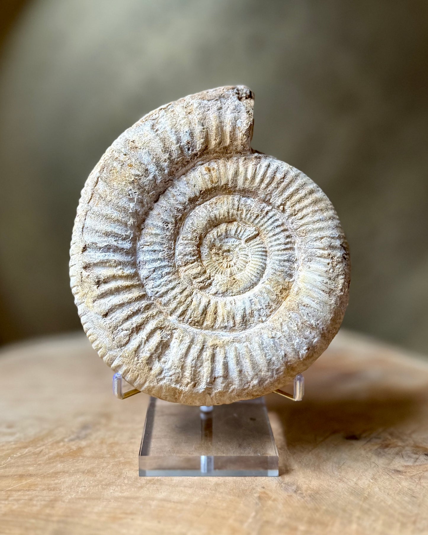 Grote ruwe Perisphinctes Ammoniet