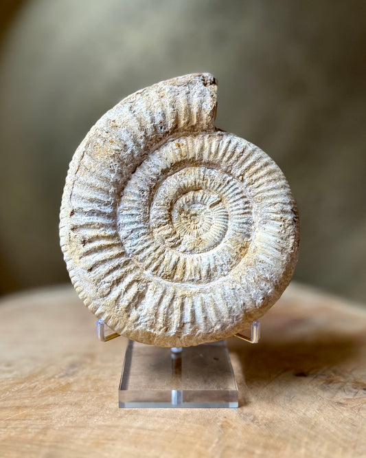 Grote ruwe Perisphinctes Ammoniet