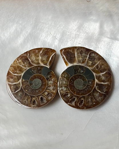 Small Ammonite Pair