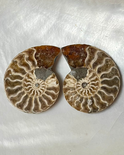 Small Ammonite Pair