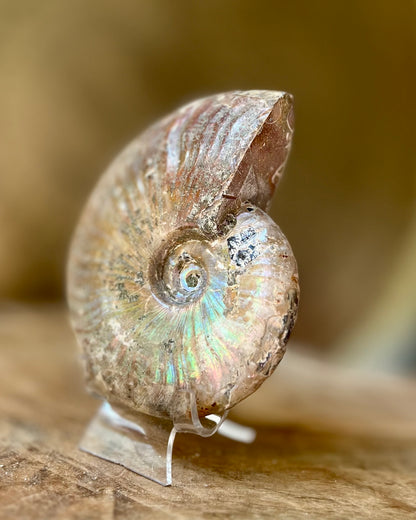 Iriserende Ammoniet op standaard