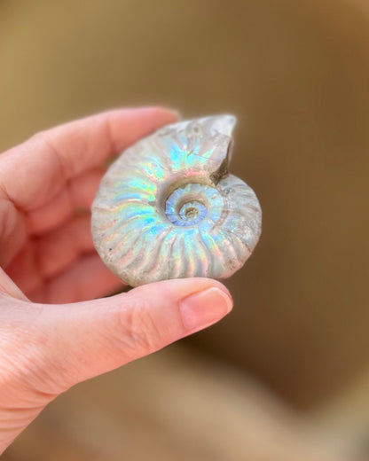 Iriserende Ammonieten