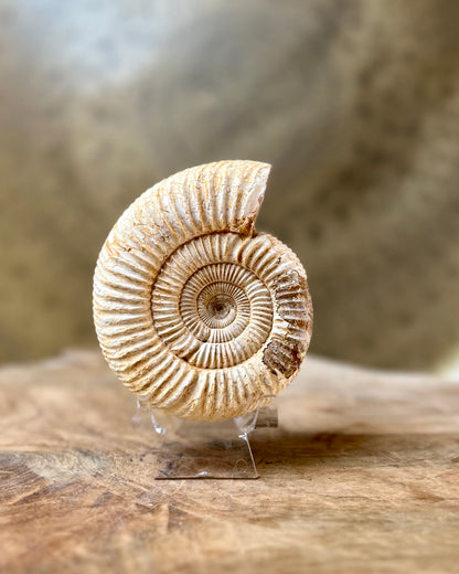 Ruwe Perisphinctes Ammoniet