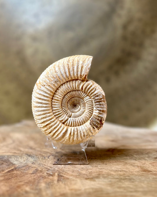 Ruwe Perisphinctes Ammoniet