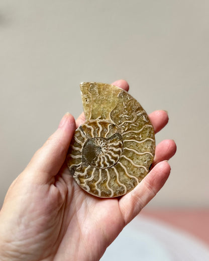 Ammonite pair