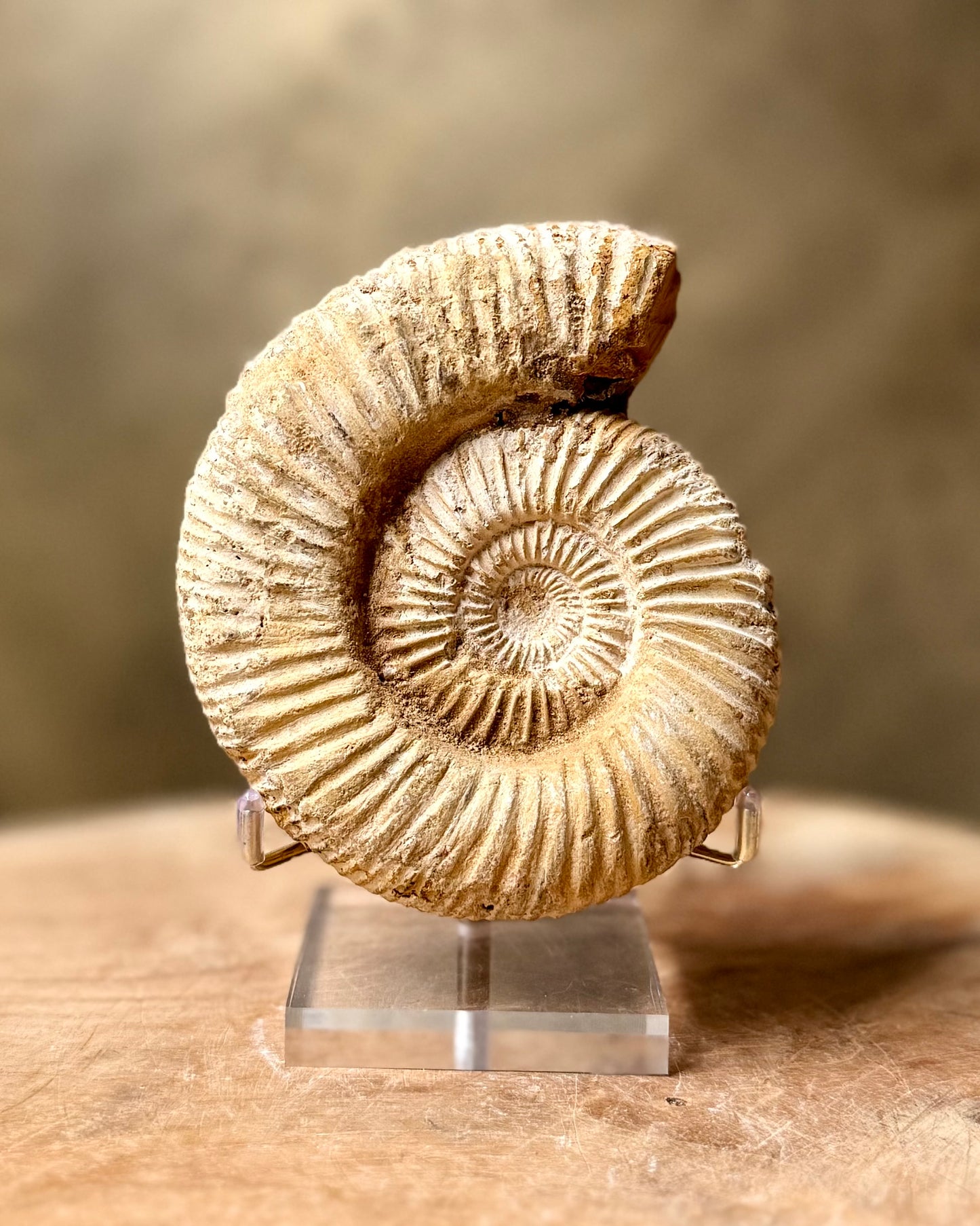 Ruwe Perisphinctes Ammoniet