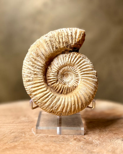 Ruwe Perisphinctes Ammoniet