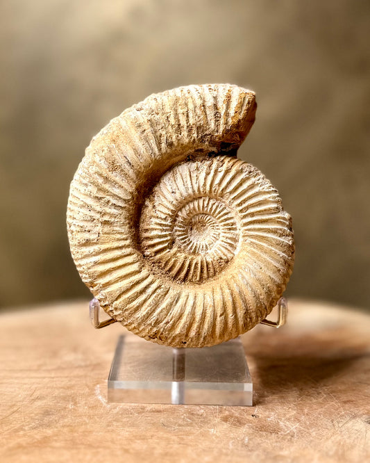 Ruwe Perisphinctes Ammoniet