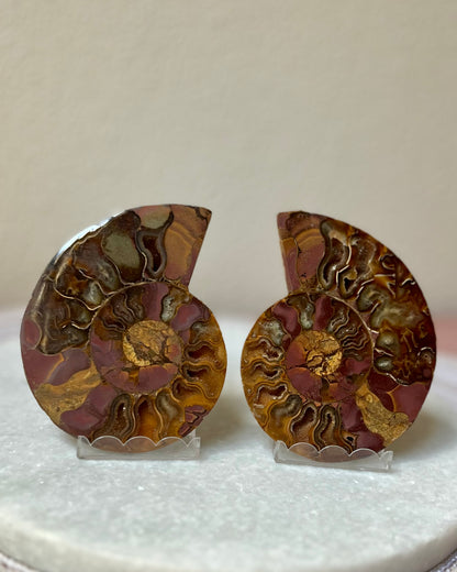 Ammonite pair