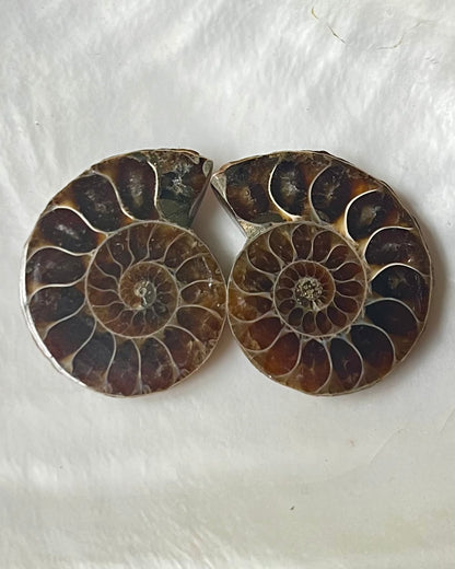 Small Ammonite Pair