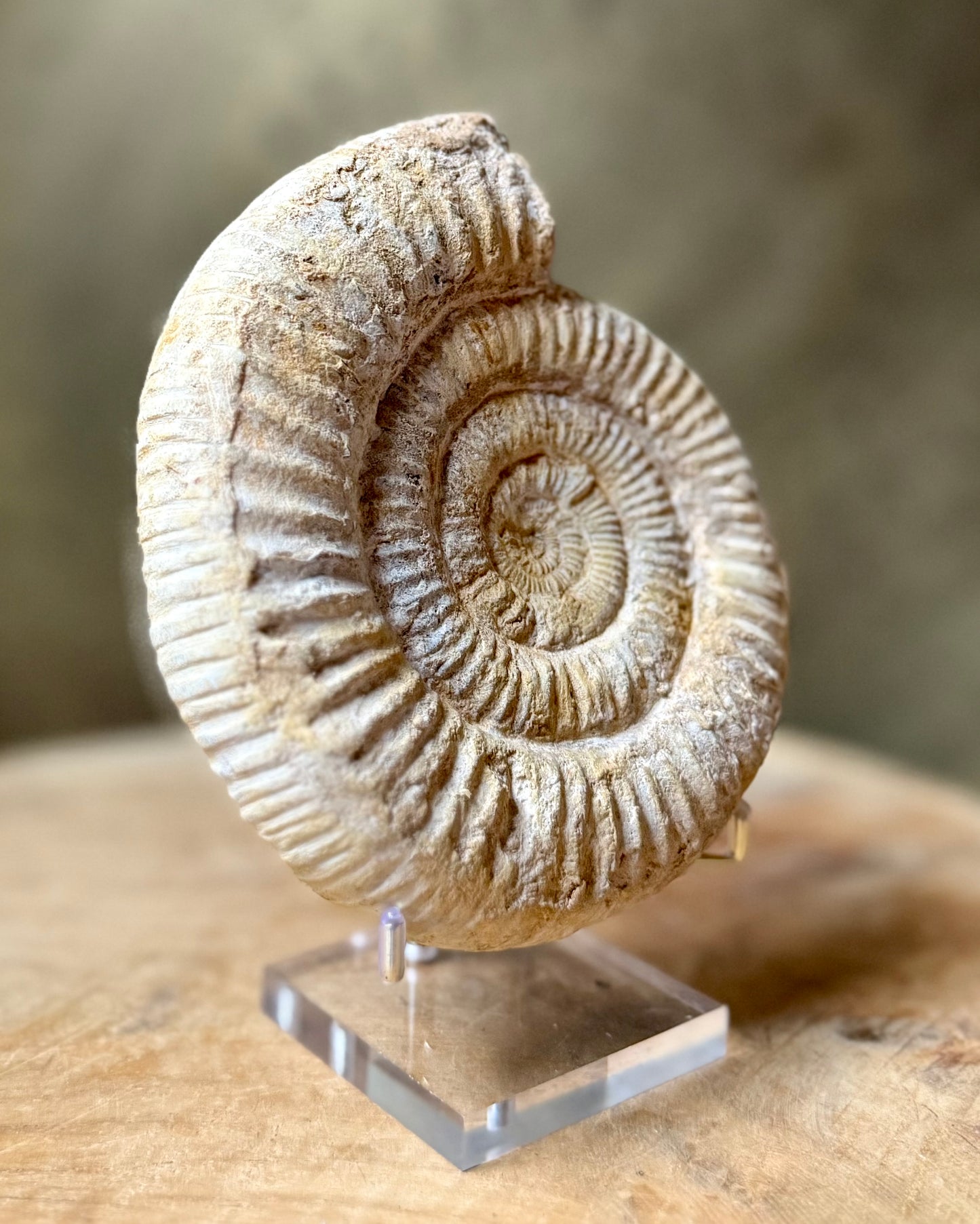 Grote ruwe Perisphinctes Ammoniet