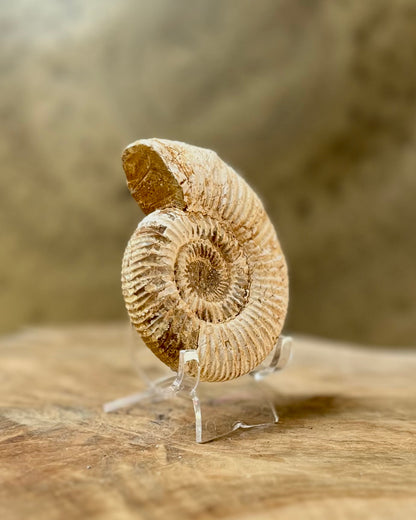 Ruwe Perisphinctes Ammoniet