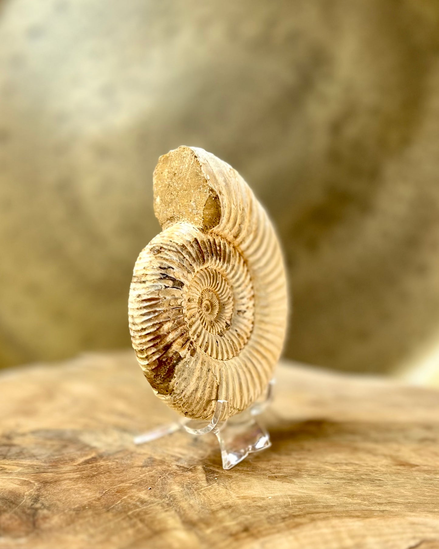 Ruwe Perisphinctes Ammoniet